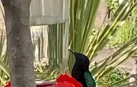 T3 rénové dans villa proche de la mer avec piscine spa et vue féérique